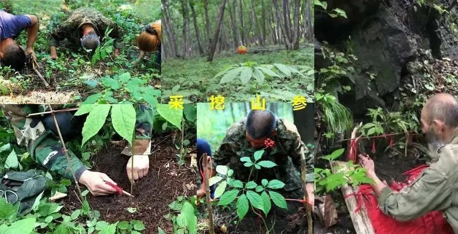 遼寧益仁堂本草文化產(chǎn)業(yè)園有限公司獲評國家AA級旅游景區(qū)